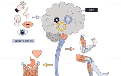 How Chiropractic Adjustments Can Change Your Brain